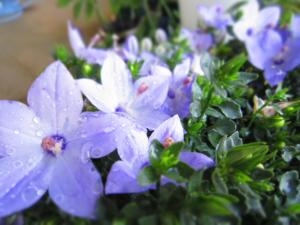 可愛らしい花の鉢植え｜「フラワーショップいとう」　（大分県豊後大野市の花キューピット加盟店 花屋）のブログ